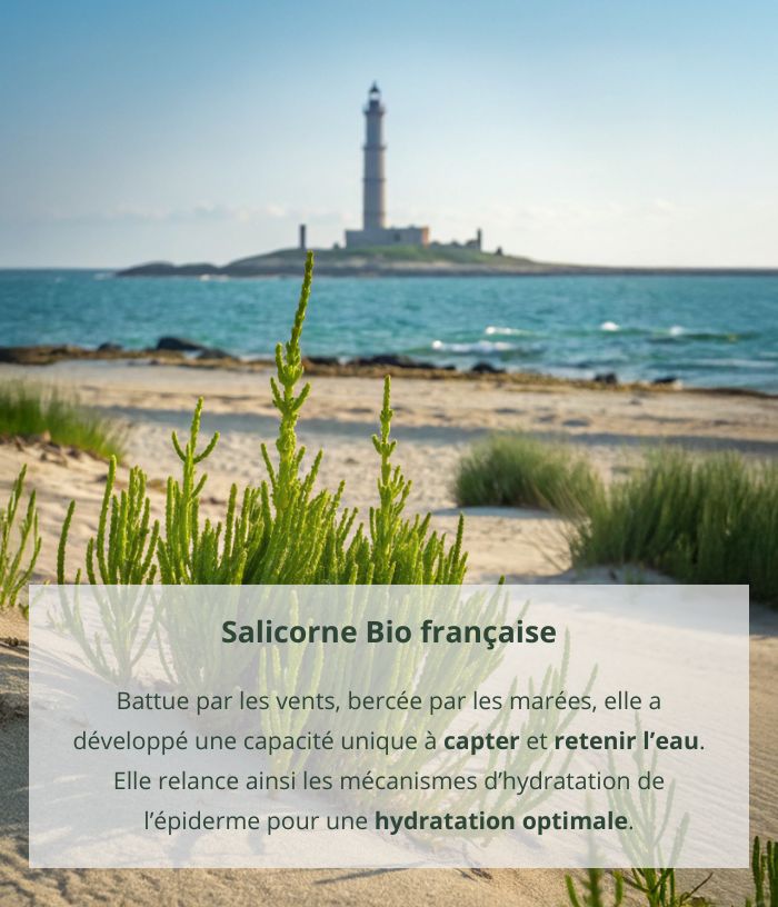 Lait hydratant à la salicorne