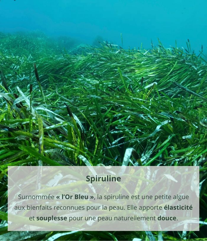Spirulina Superfatted Soap