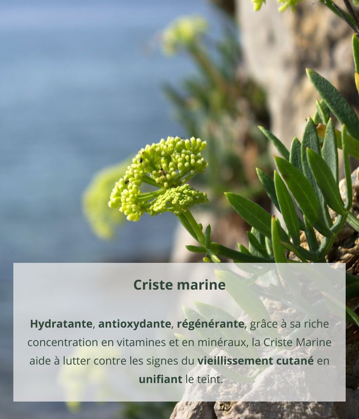 Granité exfoliant à la criste marine