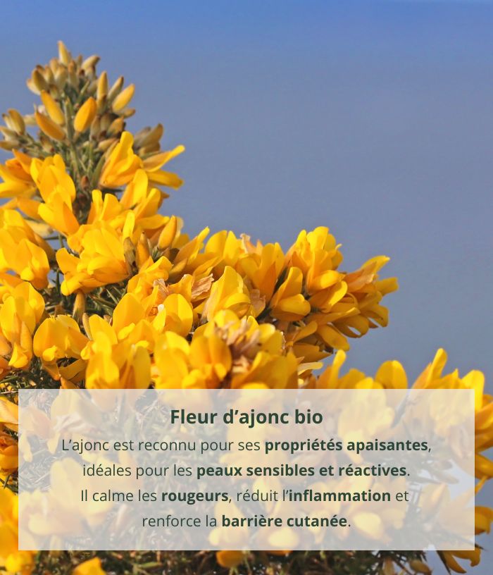 Crème apaisante à l'eau d'ajonc bio