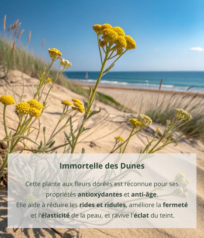 Crème anti-âge à l'immortelle des dunes