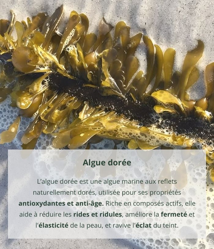 Healthy Glow dry Oil with Golden Algae - 30 mL