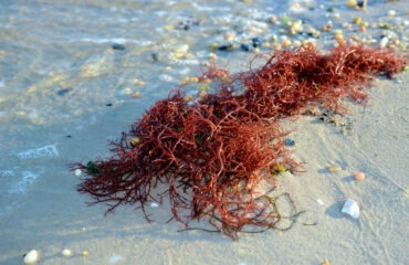 Algue Rouge