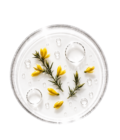 Eau d'Ajonc