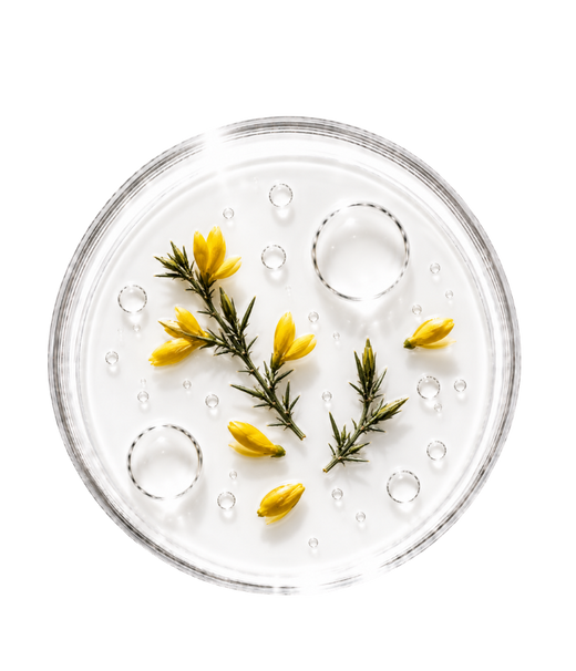 Eau d'Ajonc