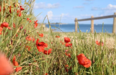 Huile de Coquelicot