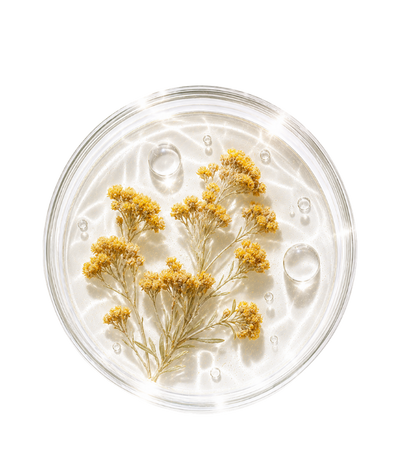 Immortelle des Dunes