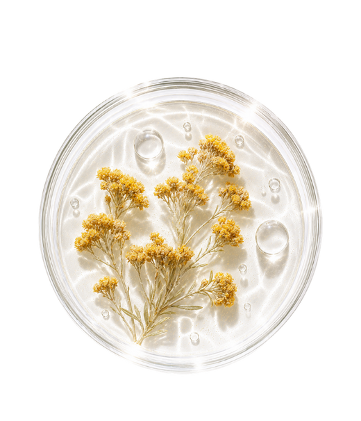 Immortelle des Dunes