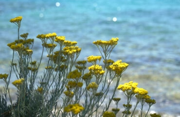 Immortelle des Dunes