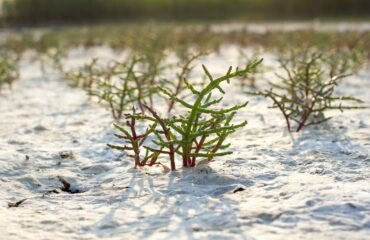 Salicorne Bio