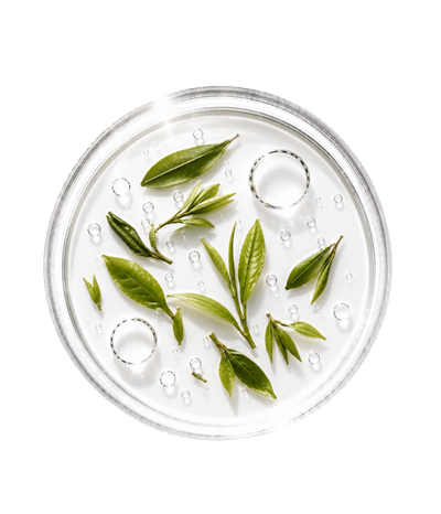 Thé Vert